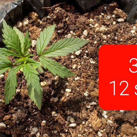Northern xxl Auto growlog timeline photo