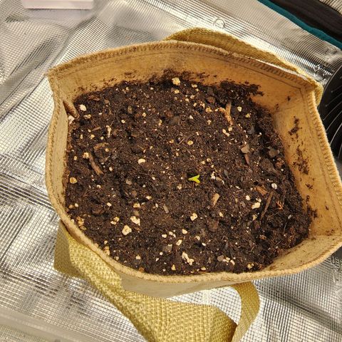 LSD Auto growlog timeline photo