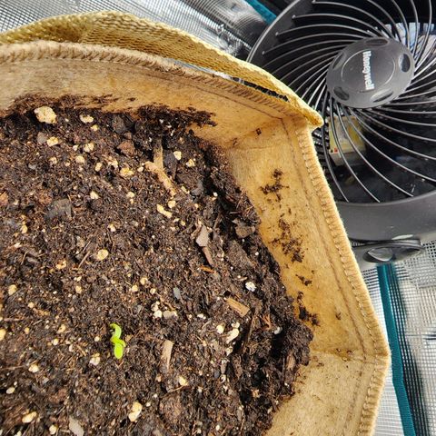 LSD Auto growlog photo: Hour 48