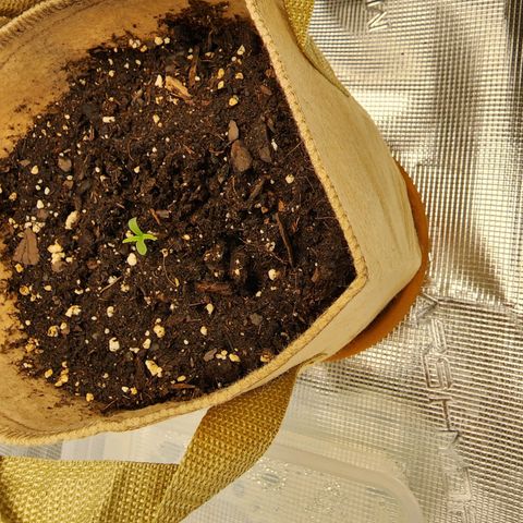 LSD Auto growlog photo: 66 hour mark. 