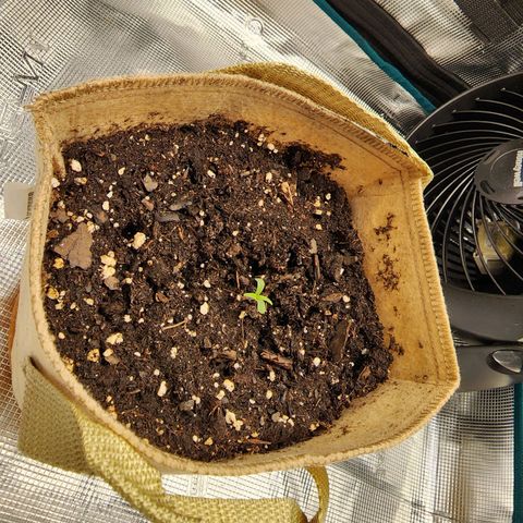 LSD Auto growlog photo: 66 hour mark. 