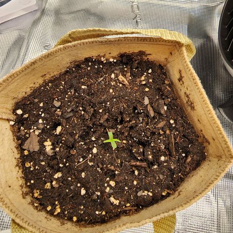LSD Auto growlog photo: 66 hour mark. 