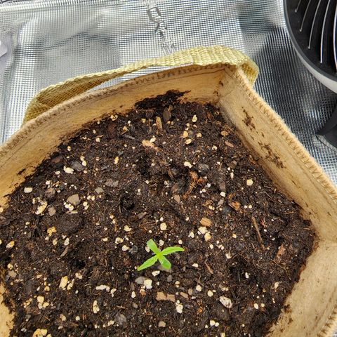 LSD Auto growlog photo: Seems to be doing fine. Still misting every few hours. Relocated exhaust hose to vent outside of the closet. Temps have been under control. Going to wall mount vent hose tomorrow. 