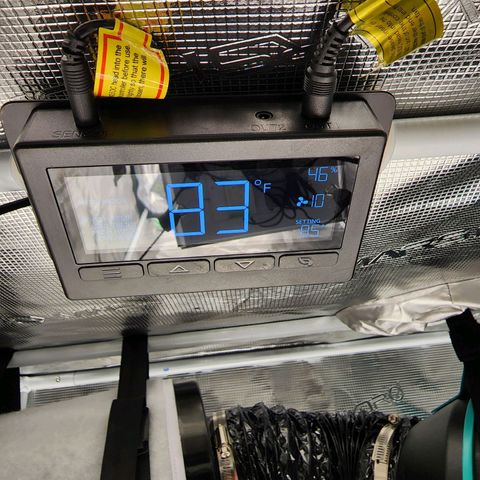 LSD Auto growlog photo: Seems to be doing fine. Still misting every few hours. Relocated exhaust hose to vent outside of the closet. Temps have been under control. Going to wall mount vent hose tomorrow. 