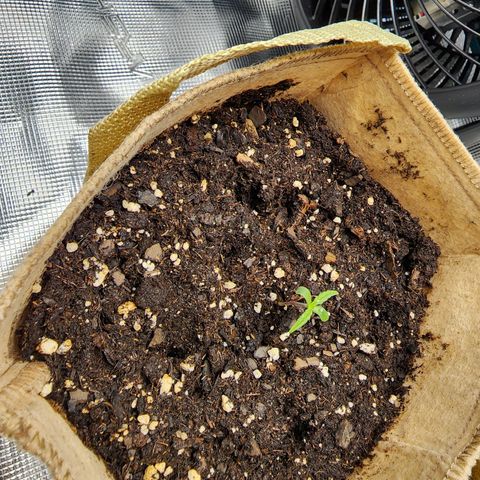 LSD Auto growlog photo: Seems to be doing fine. Still misting every few hours. Relocated exhaust hose to vent outside of the closet. Temps have been under control. Going to wall mount vent hose tomorrow. 