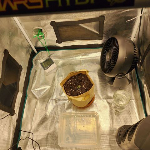 LSD Auto growlog photo: Seems to be doing fine. Still misting every few hours. Relocated exhaust hose to vent outside of the closet. Temps have been under control. Going to wall mount vent hose tomorrow. 