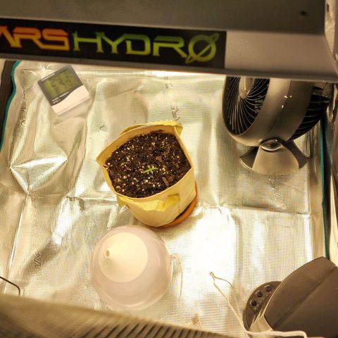 LSD Auto growlog photo: After humidifier added and fan control adjusted. 