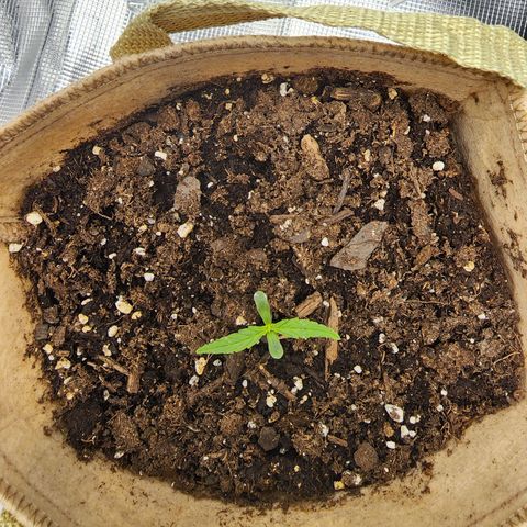 LSD Auto growlog photo: Rotated tent 90° and mounted exhaust fan to wall. Still letting soul dry out. Leaves less curled than yesterday. Sole brown spots on leaves, but I think that was overwatering as well. 