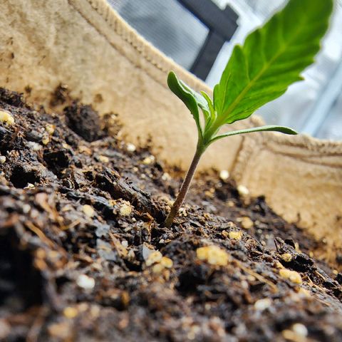 LSD Auto growlog timeline photo