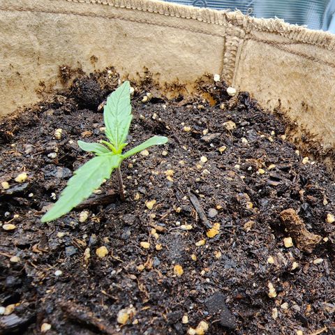 LSD Auto growlog timeline photo