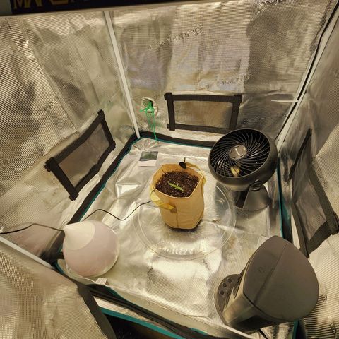 LSD Auto growlog timeline photo