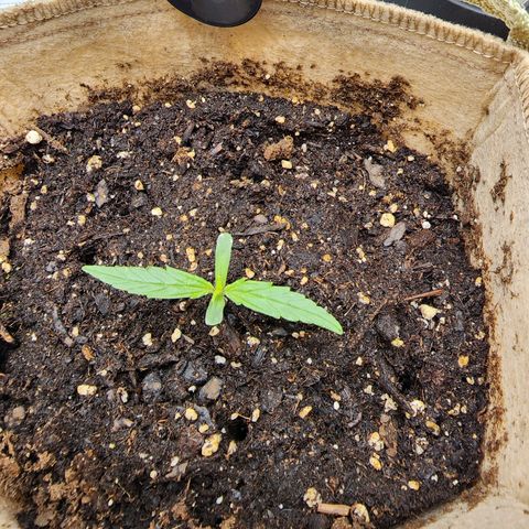 LSD Auto growlog timeline photo