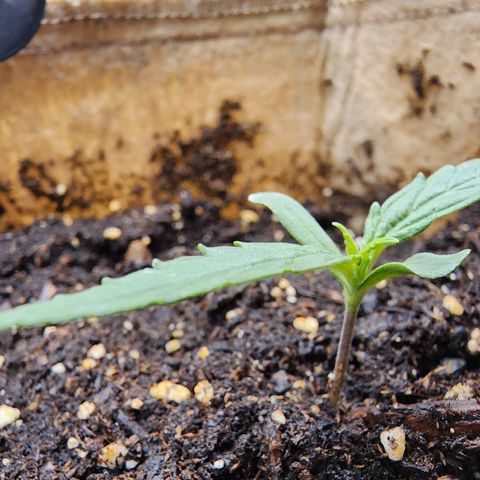 LSD Auto growlog timeline photo
