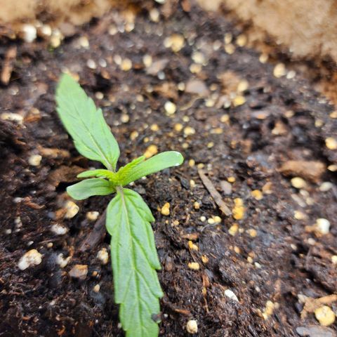 LSD Auto growlog photo: Plant is looking good today. 