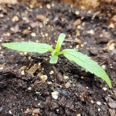 LSD Auto growlog photo: Plant is looking good today. 