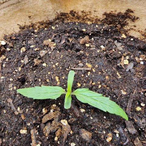 LSD Auto growlog photo: Plant is looking good today. 