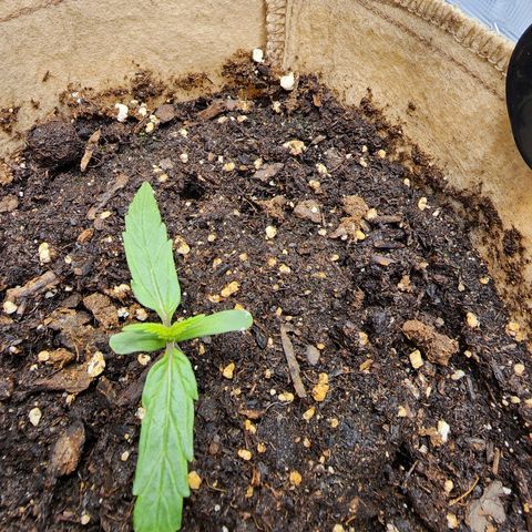 LSD Auto growlog photo: Plant is looking good today. 