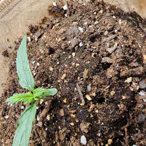 LSD Auto growlog photo: Plant looks good today. Steady growth. Soil finally starting to dry out from days ago. 
