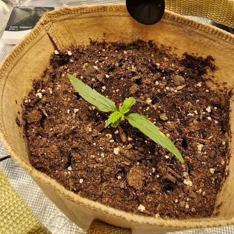 LSD Auto growlog photo: Plant looks good today. Steady growth. Soil finally starting to dry out from days ago. 