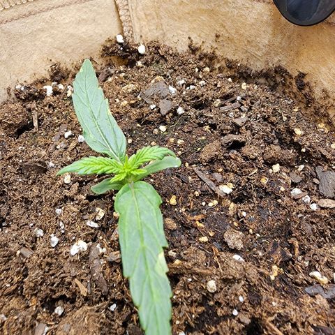 LSD Auto growlog photo: Plant looks good today. Steady growth. Soil finally starting to dry out from days ago. 