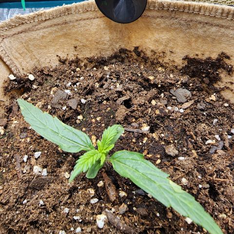 LSD Auto growlog photo: Plant looks good today. Steady growth. Soil finally starting to dry out from days ago. 