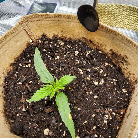 LSD Auto growlog photo: Some brown spots. I believe it's shock from nutrients or neem oil. Could possibly be from light, but then the new growth would have it. 