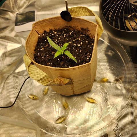 LSD Auto growlog photo: Some brown spots. I believe it's shock from nutrients or neem oil. Could possibly be from light, but then the new growth would have it. 