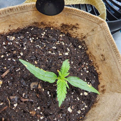 LSD Auto growlog photo: Some brown spots. I believe it's shock from nutrients or neem oil. Could possibly be from light, but then the new growth would have it. 