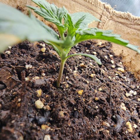 LSD Auto growlog timeline photo