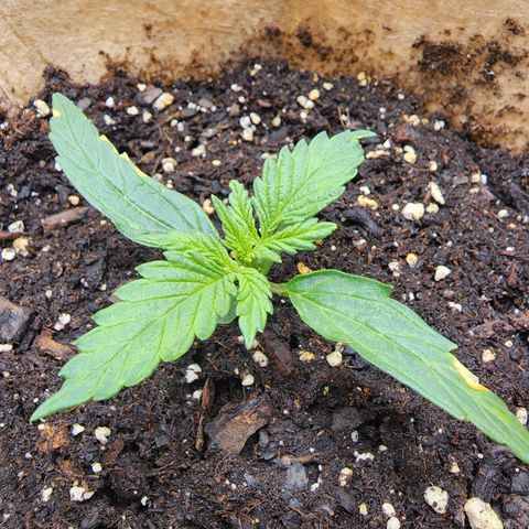 LSD Auto growlog timeline photo