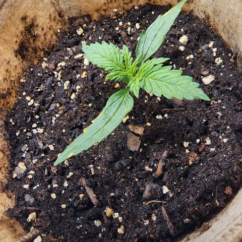 LSD Auto growlog timeline photo