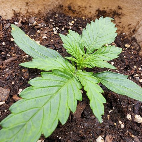 LSD Auto growlog photo: Added one fan. 