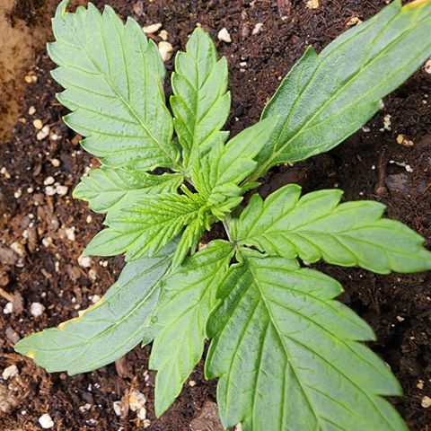 LSD Auto growlog photo: Added one fan. 