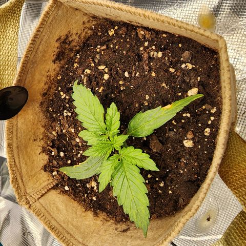 LSD Auto growlog photo: Added one fan. 