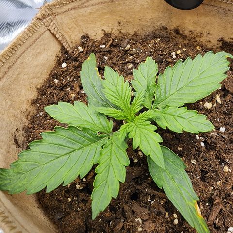 LSD Auto growlog photo: Light raised to 22.5". Showing leaf curl. 
