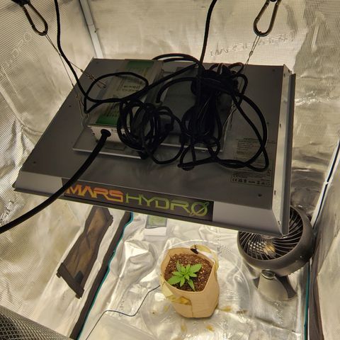 LSD Auto growlog photo: Light raised to 22.5". Showing leaf curl. 