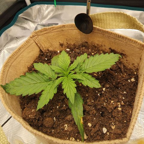 LSD Auto growlog timeline photo