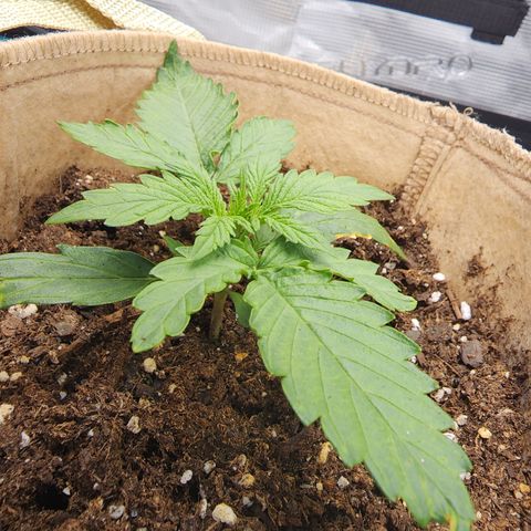 LSD Auto growlog timeline photo