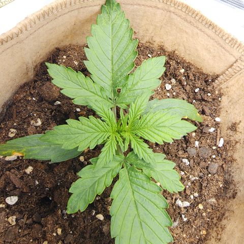 LSD Auto growlog timeline photo