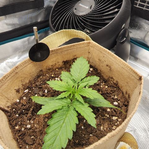 LSD Auto growlog timeline photo