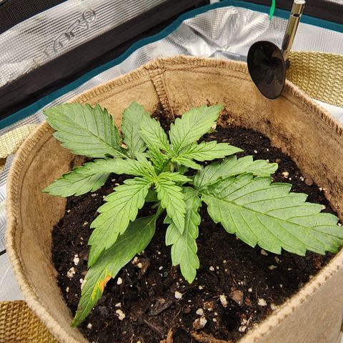 LSD Auto growlog timeline photo