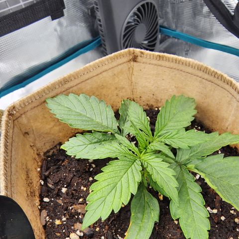 LSD Auto growlog timeline photo