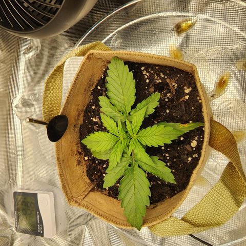 LSD Auto growlog timeline photo