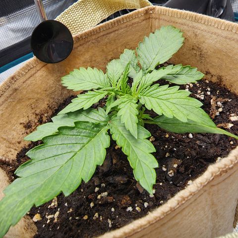 LSD Auto growlog timeline photo