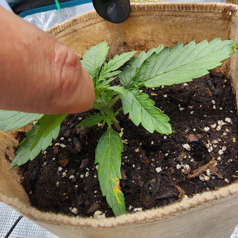 LSD Auto growlog timeline photo