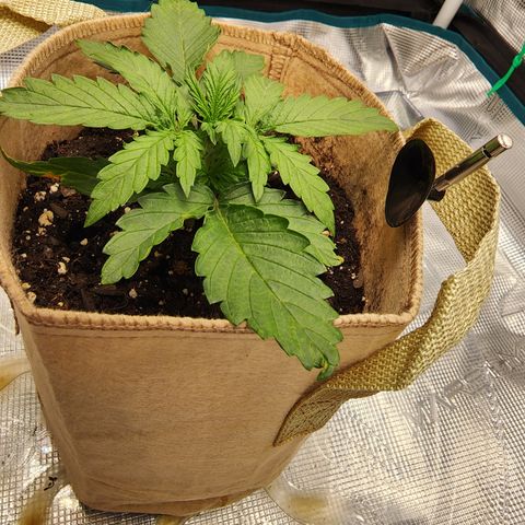 LSD Auto growlog timeline photo