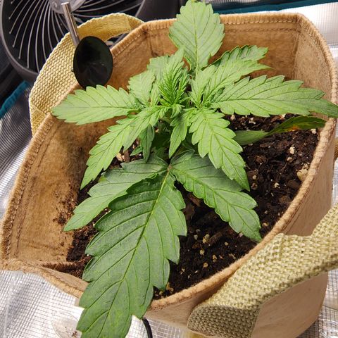 LSD Auto growlog timeline photo