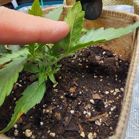 LSD Auto growlog timeline photo