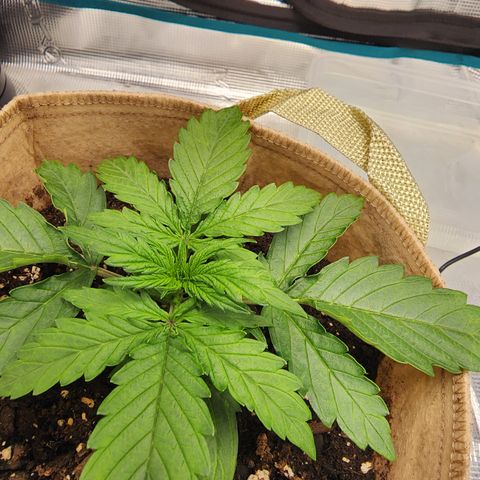 LSD Auto growlog timeline photo