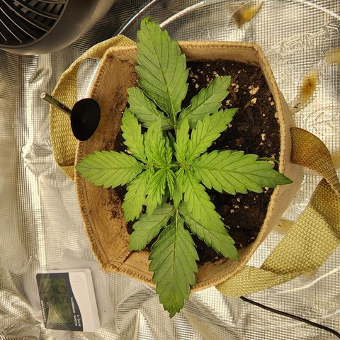 LSD Auto growlog timeline photo